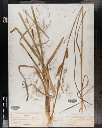 Carex atherodes
