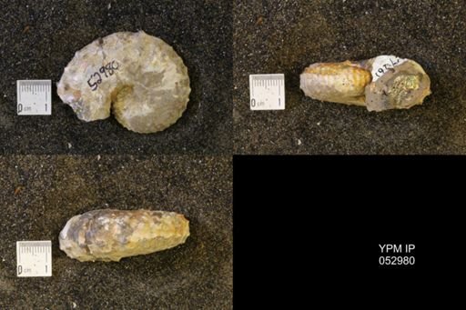 Discoscaphites gulosus