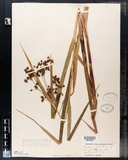 Scirpus sylvaticus