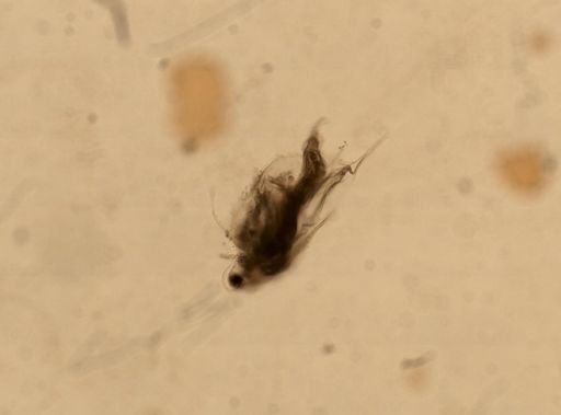 Daphnia pulex