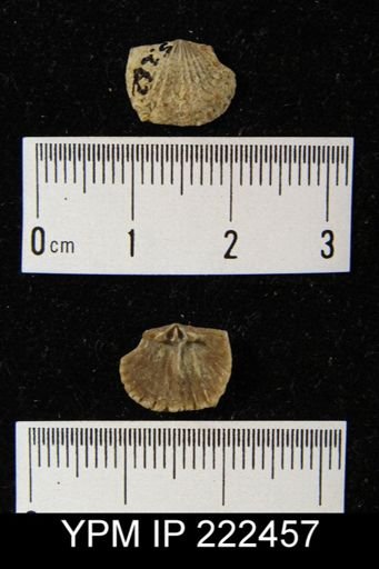 Glyptorthis sp.