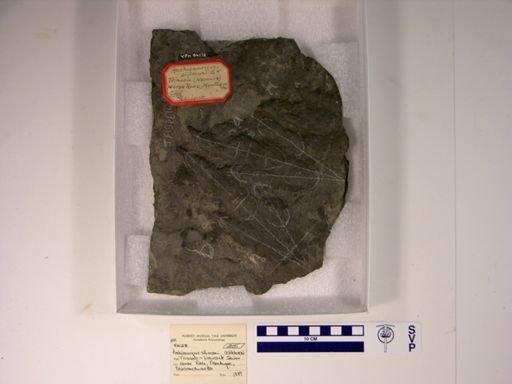 Anchisauripus sillimani