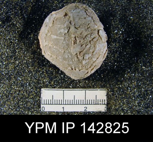 Oldhamina decipiens