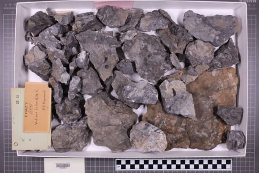 mixed taxa, stratigraphic collection