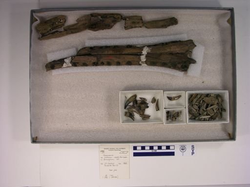 Thoracosaurus