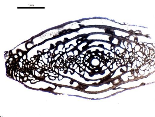 Triticites cullomensis