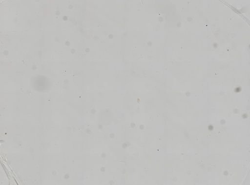 Paramecium polycaryum