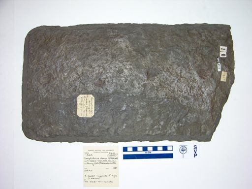 Comptichnus obesus