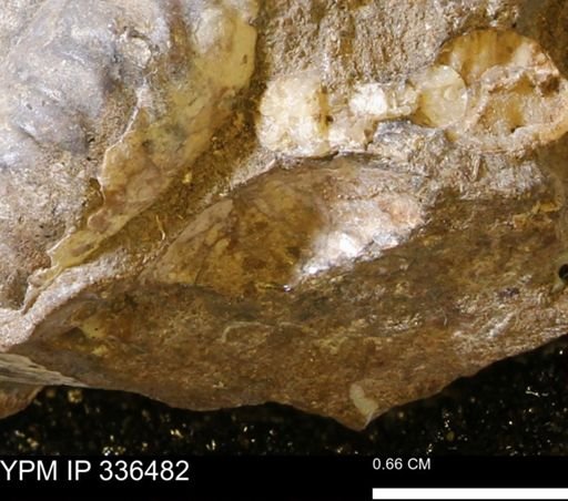 undet. Mollusca