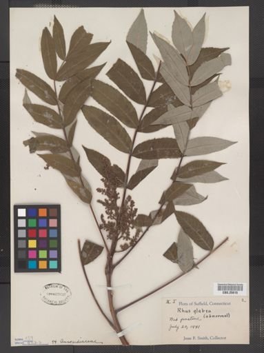 Rhus glabra