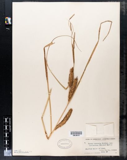 Carex rostrata