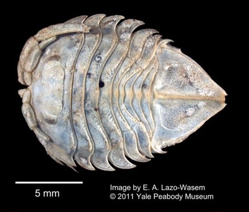 Serolis latifrons