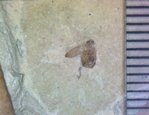 undet. Coleoptera