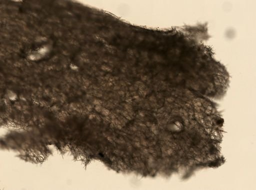 Plakortis sp.