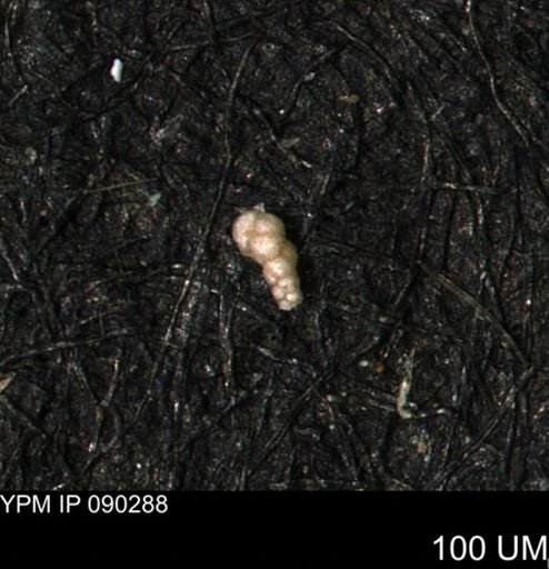Verneuilinoides kansasensis