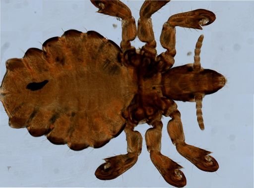 Haematopinus suis