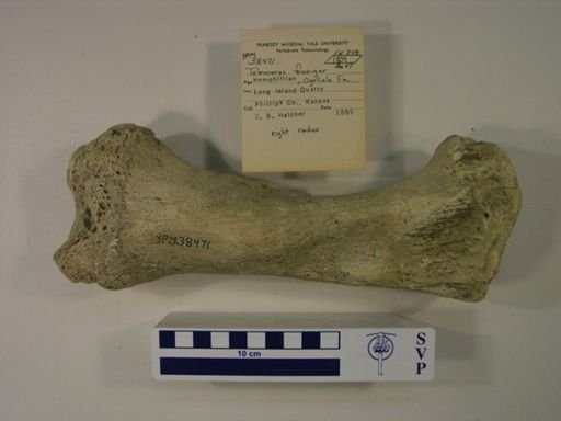 Teleoceras fossiger