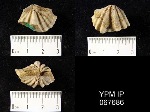 Delthyris perlamellosa