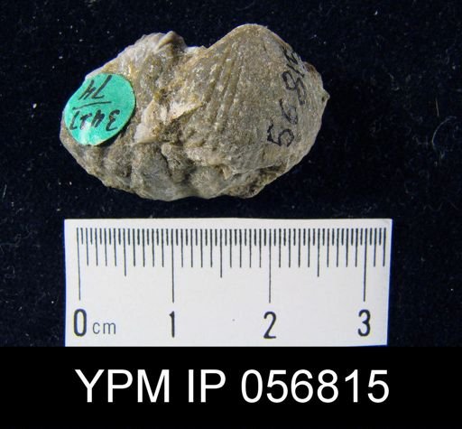 Rhynchospira formosa