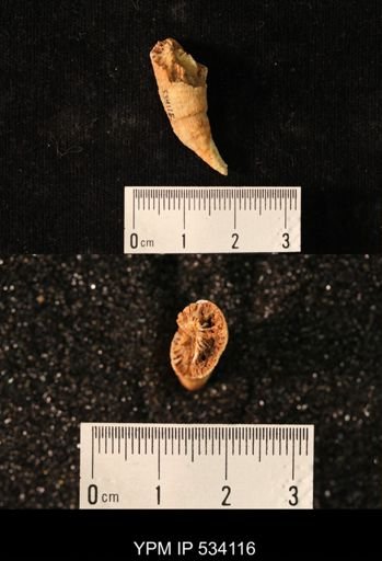 undet. Rugosa