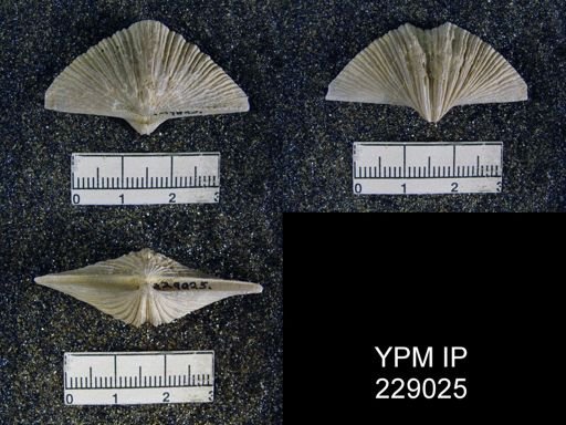 Neospirifer dunbari