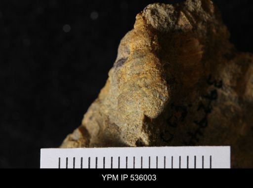 Goniobasis tenuicarinata