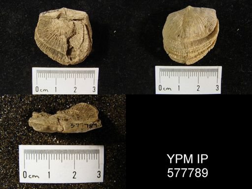 Derbya crassa