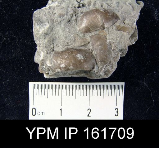 Plectambonites glabra