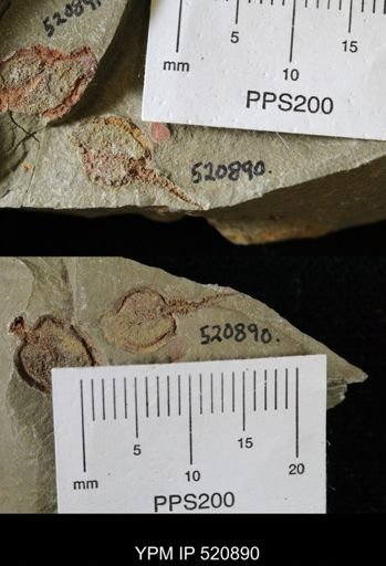 Phyllocystis?