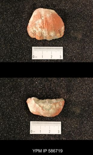 Productus semirecticulatus