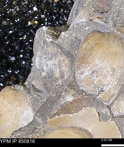 Limopsis striatopunctatus