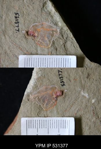 Thoralicystis sp.