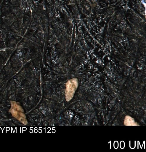 Verneuilina canadensis