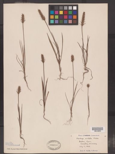 Plantago aristata