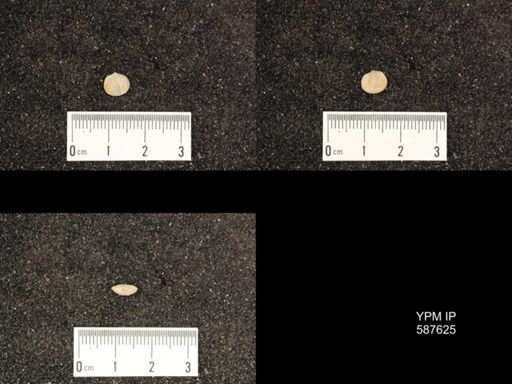 Rhipidomella hybrida