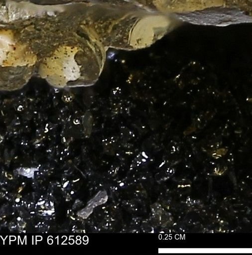 Protocardia sp.