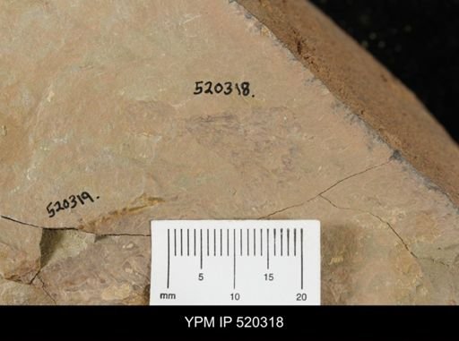 undet. Bryozoa