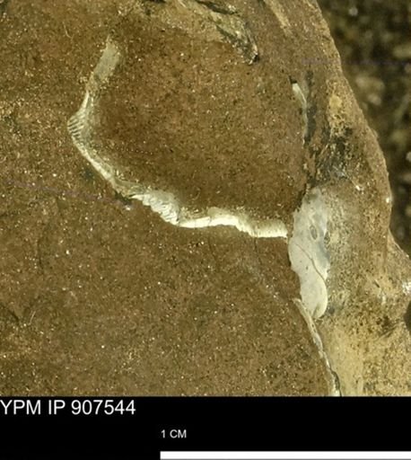 undet. Mollusca