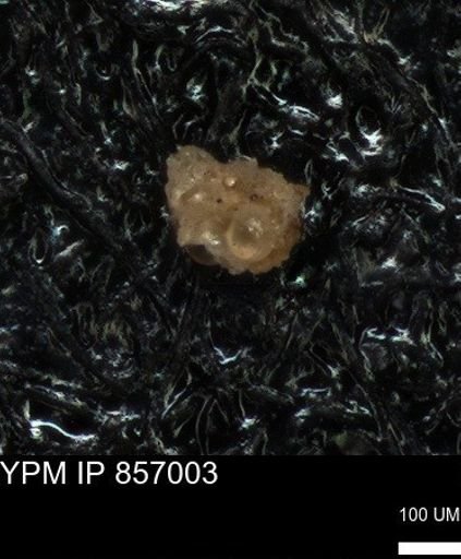 undet. Foraminiferida