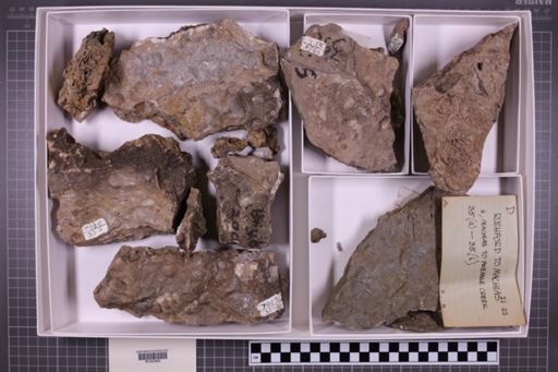 mixed taxa, stratigraphic collection