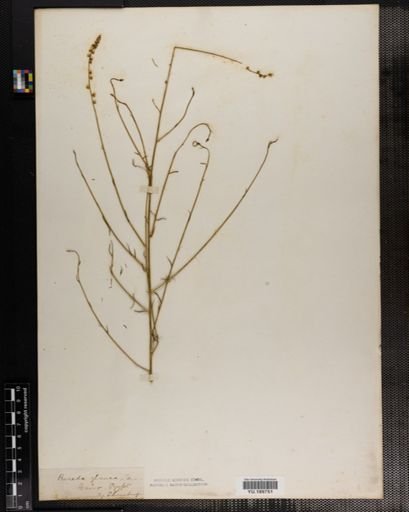 Plantae