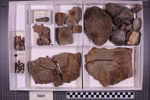 mixed taxa, stratigraphic collection