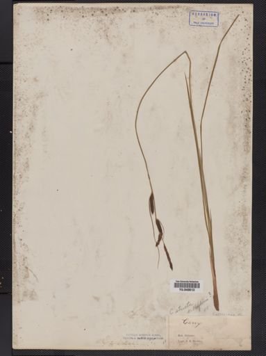 Carex
