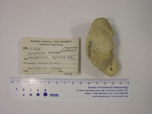 Teleoceras fossiger