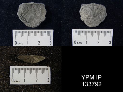 Stropheodonta demissa