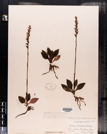 Goodyera tesselata