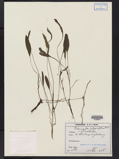 Potamogeton polygonifolius