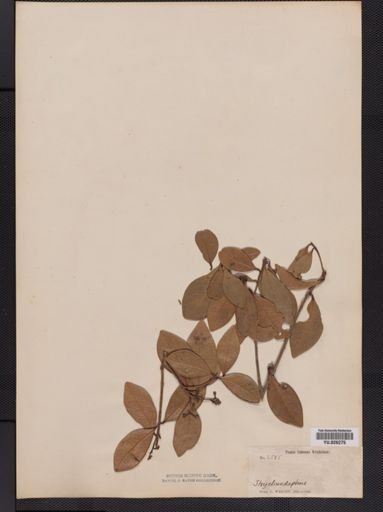Ocotea