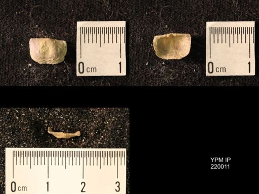 Chonetes sp.