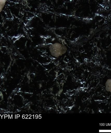 undet. Foraminiferida